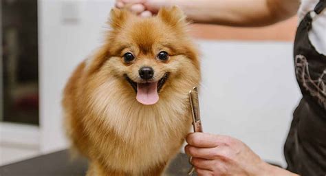Pomeranian grooming. Things To Know About Pomeranian grooming. 